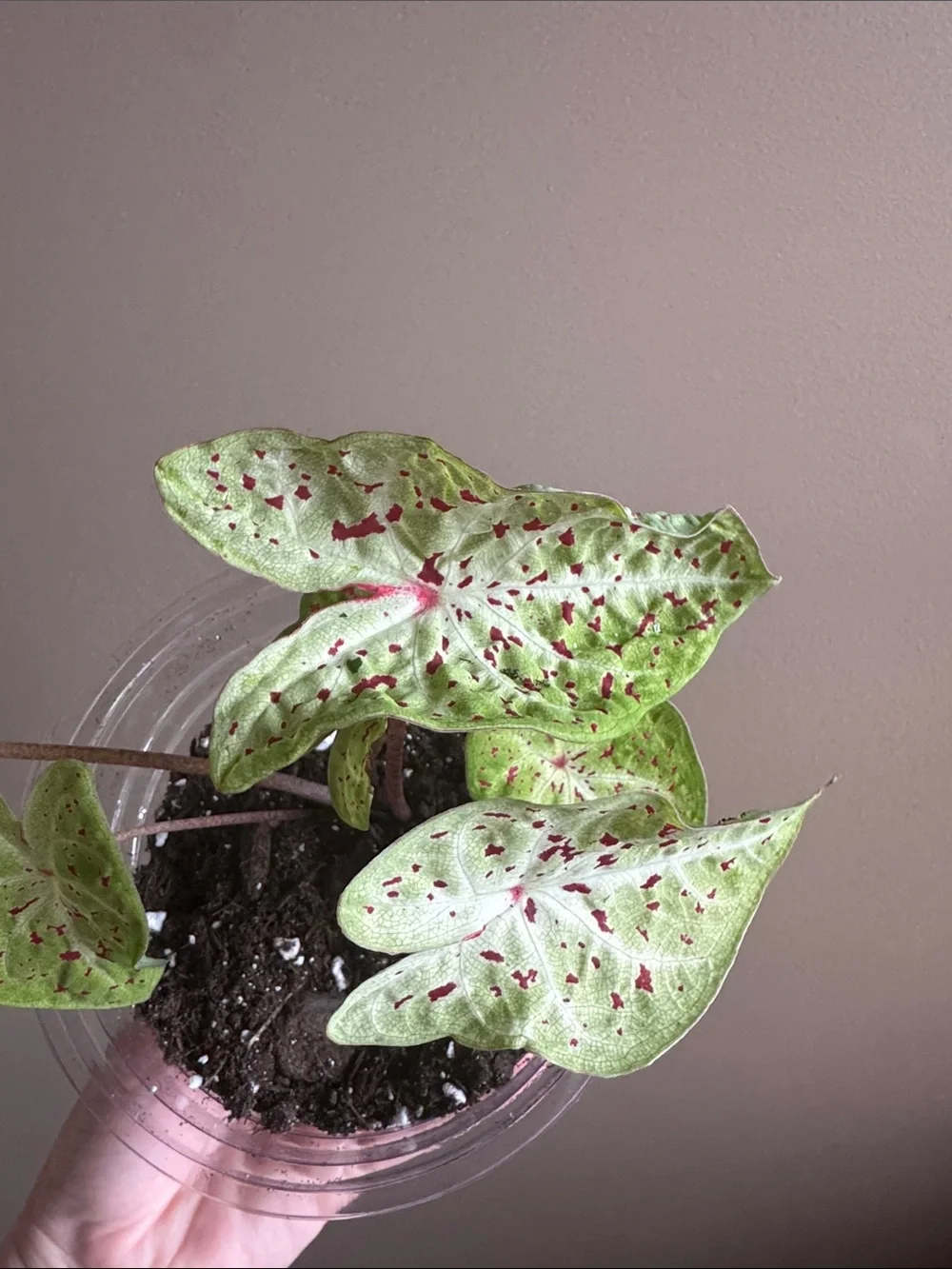 Caladium - Miss Muffet- Rooted